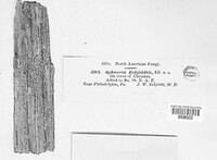 Monascostroma eckfeldtii image